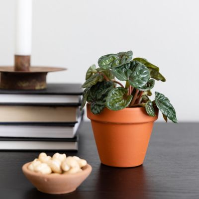 Silkkikasvit Peperomia tekokasvi mini