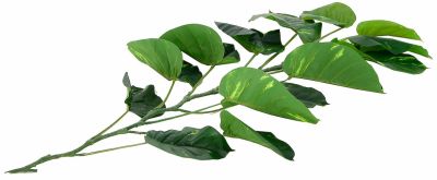 Silkkikasvit Kultaköynnös 140 cm | Alk. 27,00 €