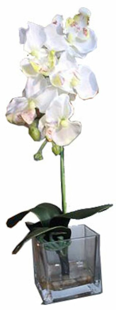 Silkkikasvit Orkidea Phalaenopsis tekokasvi lasiruukussa