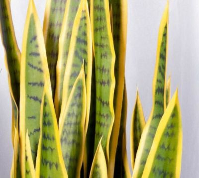 Silkkikasvit Sansevieria anopinkieli tekokasvi 90 cm keltainen | Alk. 71,00 €