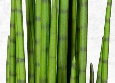 Silkkikasvit Sansevieria anopinkieli 118 cm | Alk. 189,00 €
