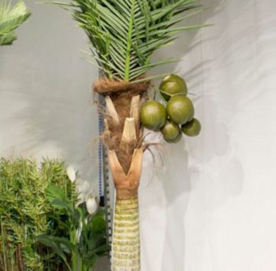Silkkikasvit Cocos Palm hedelmäterttu tekokasvi 8 hedelmää | Alk. 29,00 €
