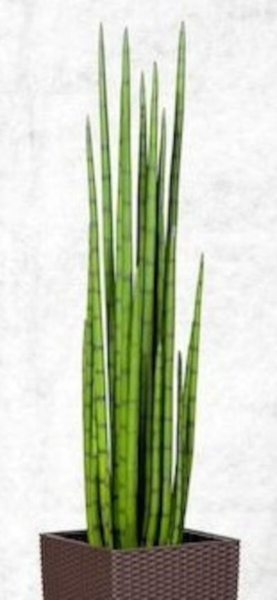 Silkkikasvit Sansevieria keihäsanopinkieli nippu 90 2/2 | Alk. 95,00 €
