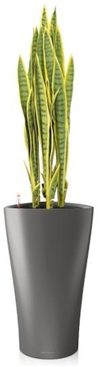 Silkkikasvit Sansevieria anopinkieli tekokasvi nippu keltainen | Alk. 81,00 €