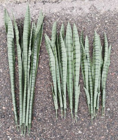 Silkkikasvit Sansevieria anopinkieli tekokasvi nippu vihreä | Alk. 89,00 €