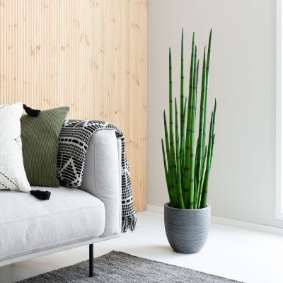 Silkkikasvit Sansevieria keihäsanopinkieli | Alk. 112,00 €