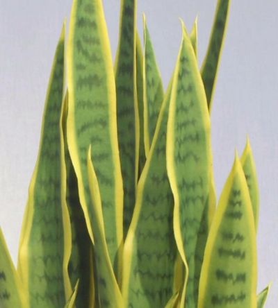 Silkkikasvit Sansevieria iso anopinkieli tekokasvi keltainen | Alk. 179,00 €