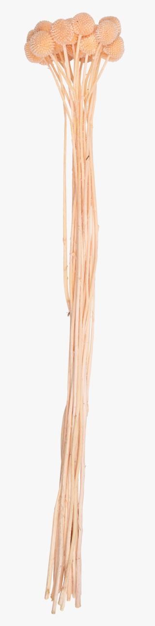 hemtex Golden ball viherkasvi vaaleanroosa | Alk. 9,00 €