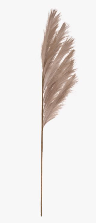 hemtex Pampas grass olki beige | Alk. 19,95 €