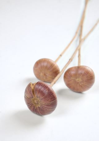 hemtex Mushroom kuivakukat luonnonväri | Alk. 4,00 €