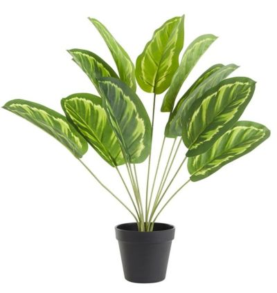 Day tekokasvi 50 cm | Alk. 11,50 €
