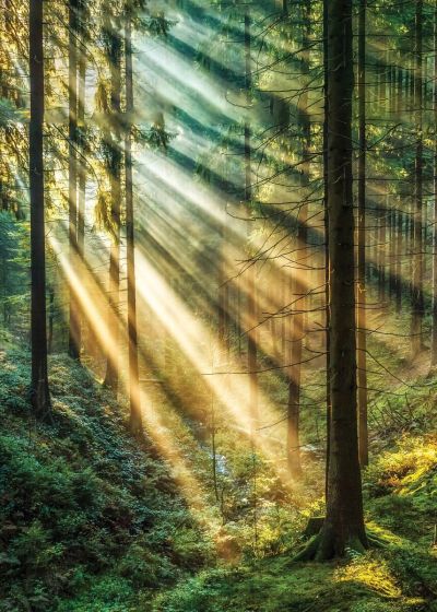 ArtLink Auringonvalo metsässä juliste 50x70 cm | Alk. 9,90 €