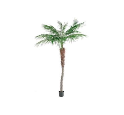 Newport Phoenix Palmu | Alk. 419,00 €