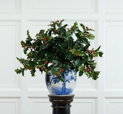 Newport Holly-laakerileikkokukka | Alk. 8,00 €