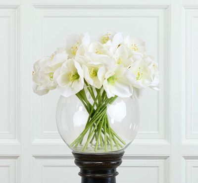 Newport Amaryllis snittblomma vit