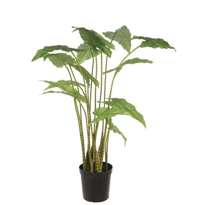 Mr Plant, Alocasia Zebrina 100 cm | Alk. 385,00 €