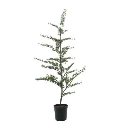 Mr Plant, Setripuu ruukussa 180 cm | Alk. 608,00 €