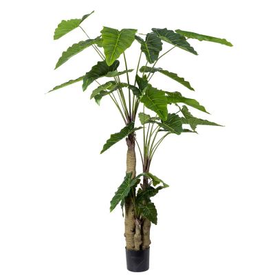 Mr Plant, Alocasia Tree 200 cm | Alk. 339,00 €