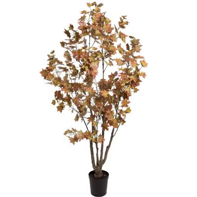 Mr Plant, Vaahtera 180 cm | Alk. 520,00 €