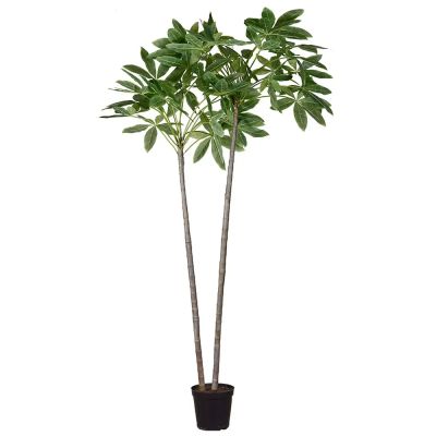 Mr Plant, Pachira puu ruukussa 270 cm | Alk. 863,00 €