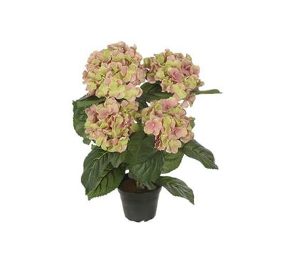 Newport Hortensia-ruukkukasvi, vaaleanpunainen/vihreä | Alk. 40,00 €
