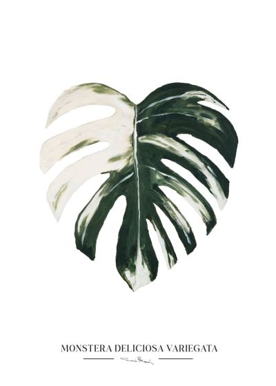 Kaverini Monsteran lehti juliste 30x40 cm | Alk. 19,90 €
