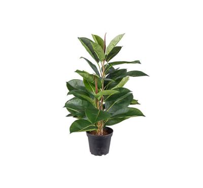 Newport Ficus Robusta Potted Plant Green