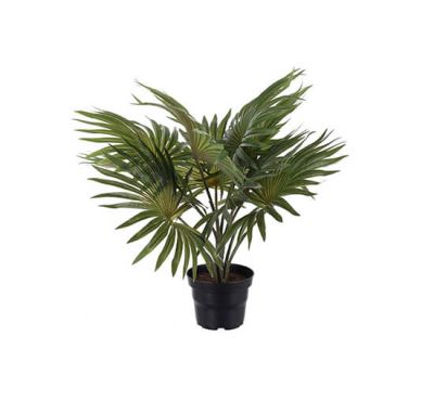 Newport Palm Potted Plant Green | Alk. 27,00 €