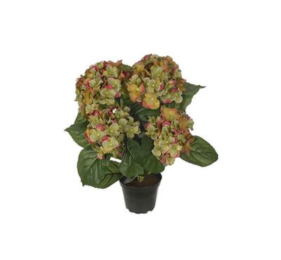 Newport Hortensia-ruukkukasvi, vihreä | Alk. 40,00 €