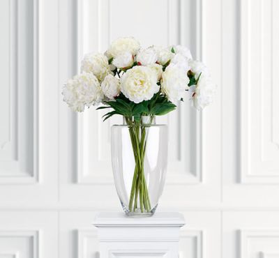 Newport Pionileikkokukka valkoinen