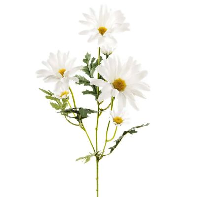Mr Plant, Päivänkakkara leikkokukka 50 cm valkoinen