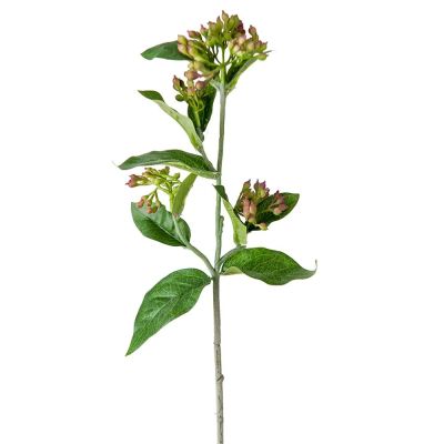 Mr Plant, Viburnum 45 cm violetti