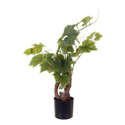 Mr Plant, Viiniköynnös 55 cm