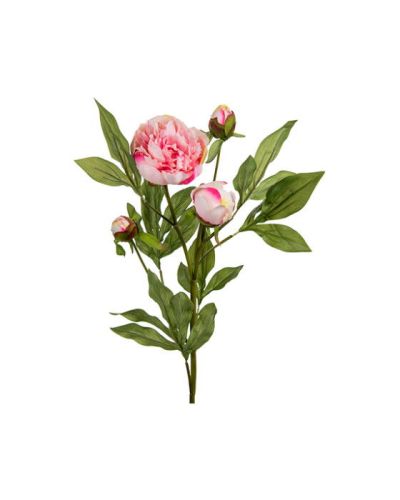 Newport Pioni leikkokukka vaaleanpunainen