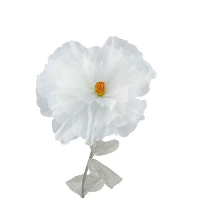 Mr Plant, Flower Daisy White