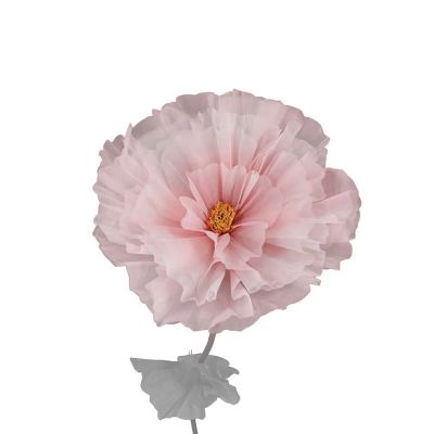 Mr Plant, Kukka Daisy Pinkki