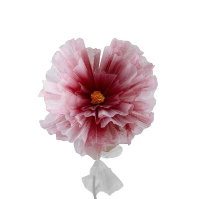 Mr Plant, Flower Daisy Purple