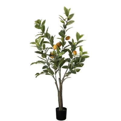 Mr Plant, Sitruunapuu Vihreä 120 cm