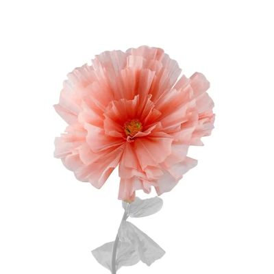 Mr Plant, Kukka Daisy Orange