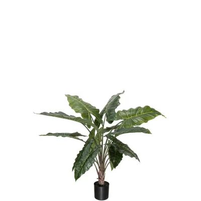 Mr Plant, Alocasia ruukkukasvi 90 cm