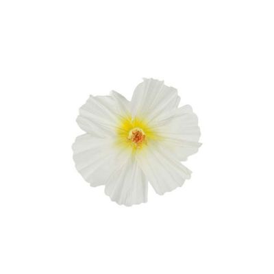 Mr Plant, Kukka Lykke seinä White