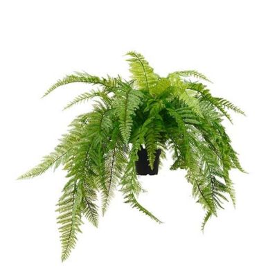 Mr Plant, Saniainen Vihreä 45 cm