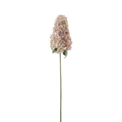 Mr Plant, Syreenihortensia 128cm
