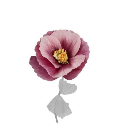 Mr Plant, Kukka Signe Purple