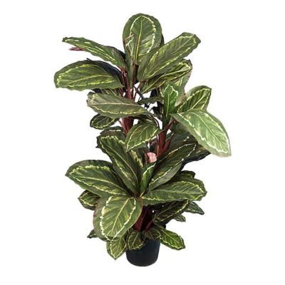 Mr Plant, Maranta 104 cm