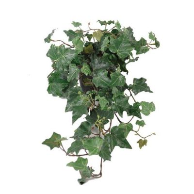 Mr Plant, Muratti Vihreä