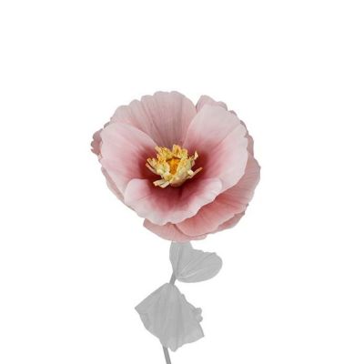 Mr Plant, Kukka Signe Pink