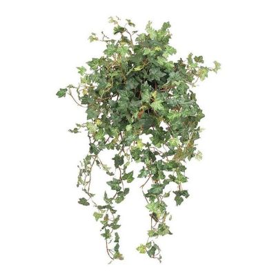 Mr Plant, Muratti Vihreä