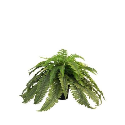 Mr Plant, Saniainen Vihreä 40 cm