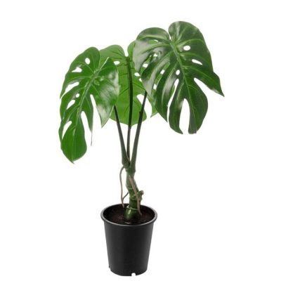 Mr Plant, Monstera Vihreä 60 cm